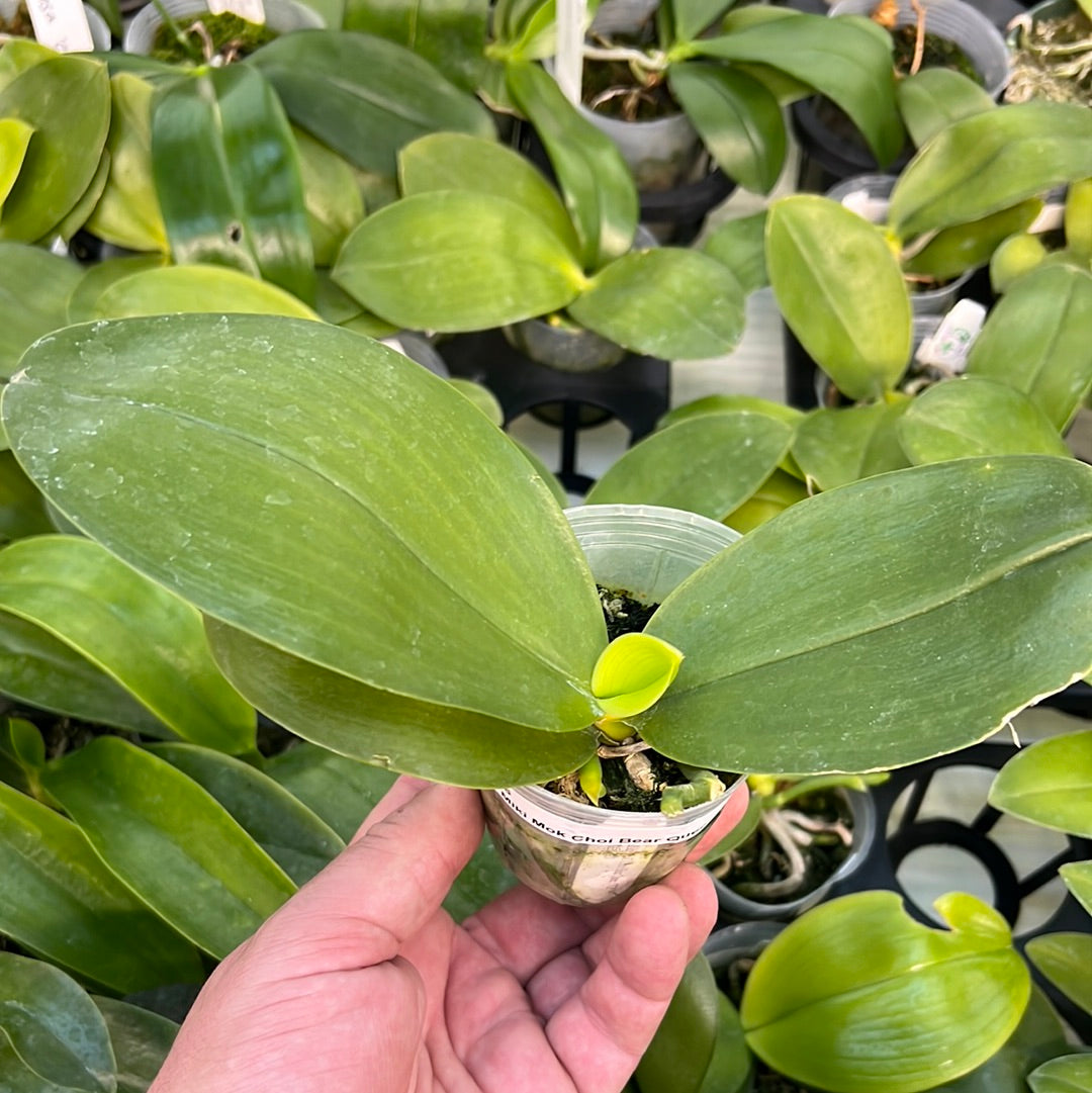 Phalaenopsis Miki Mok Choi Bear Queen '774' 2.5" Fragrant