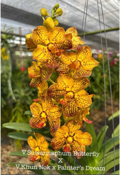 Vanda Suwannaphum Butterfly x (V. Khun Nok x Painters Dream)