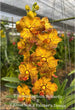 Vanda Suwannaphum Butterfly x (V. Khun Nok x Painters Dream)
