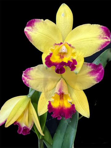 Rlc. Shin Shiang Diamond ‘#1’  ( Kat E Sun x Tzeng -Wen Beauty)