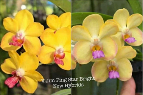 Vascostylis Jin Pin Star Bright (new hybrids) Fragrant
