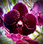 Vanda Fuchs Delight x V. Wirat Purple #411  (XXL)