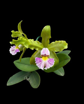 Cattleya schilleriana semi alba x sib (XXL mounted plants)