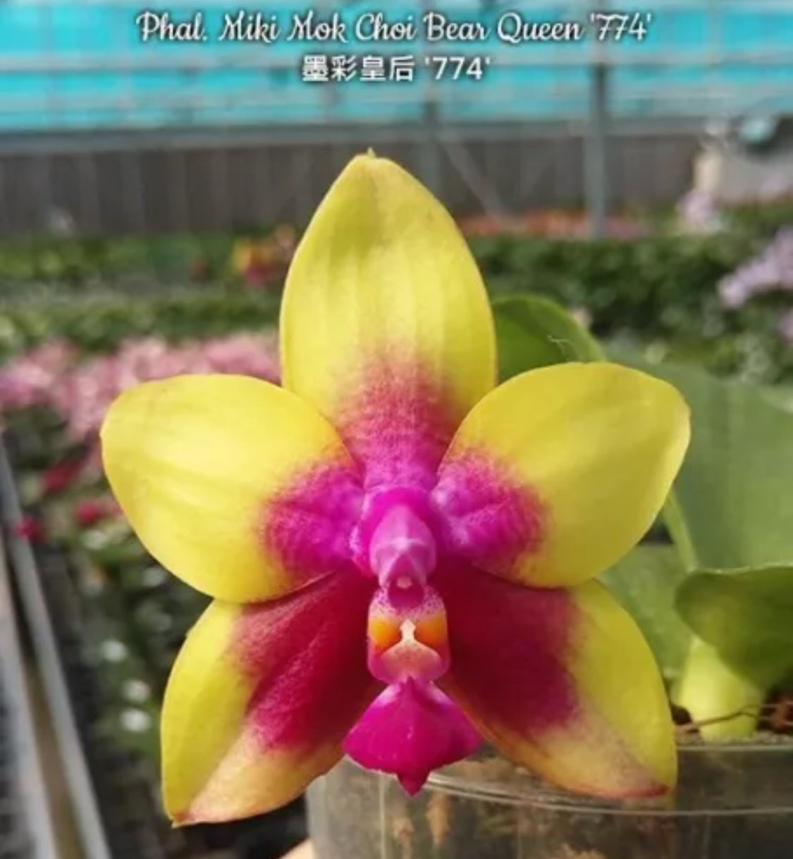 Phalaenopsis Miki Mok Choi Bear Queen '774' 2.5" Fragrant