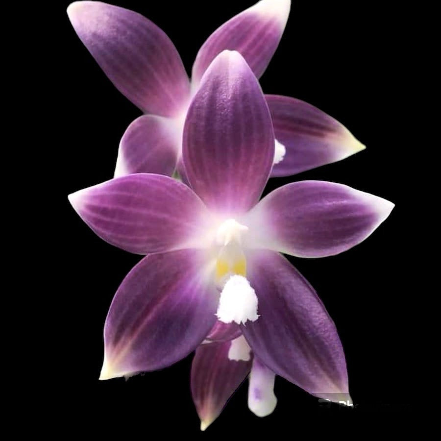Phalaenopsis speciosa ‘ Yong Blue’.