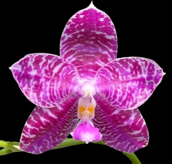 Phalaenopsis Lyndon mix ‘Treasure’