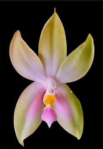 Phalaenopsis bellina var. Pink ‘Fire’ x sib