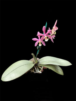 Phalaenopsis Bronze Maiden  (P. schillmann)