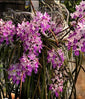 Seidenfadenia mitrata species (XXL) IN SPIKE BUD 8-12 Spikes per plant!