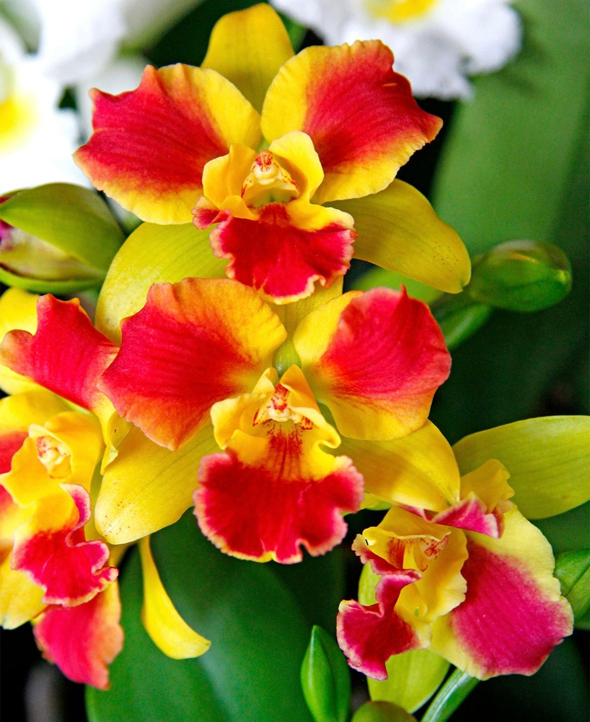 Cattleya (Potinara) Brunara Beauty ‘Brunara’