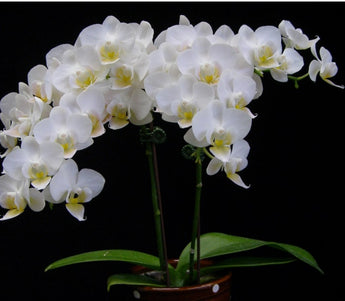 Phalaenopsis Younghome Little Snow ‘A08784’