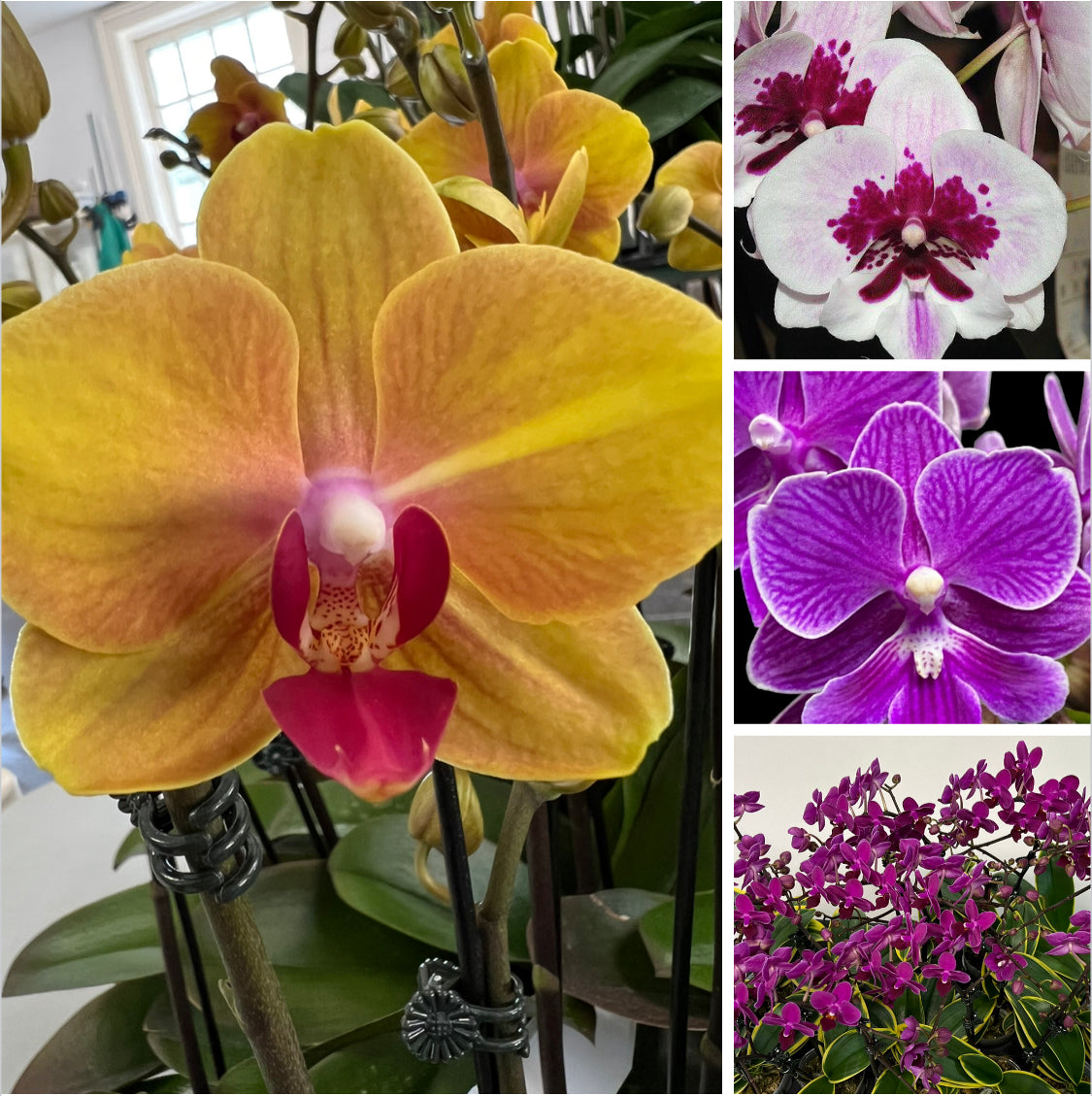 Mini Phalaenopsis special 3for $49 SPECIAL