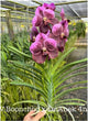 Vanda Boonchoo x V. Dr Anek 4N