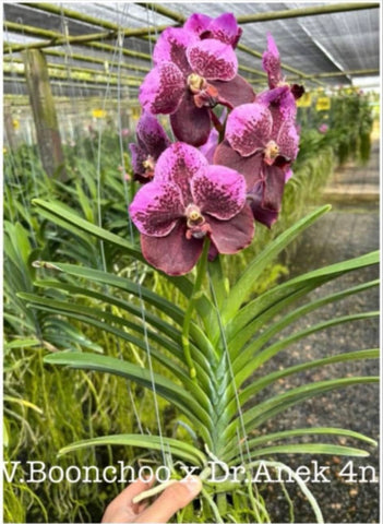 Vanda Boonchoo x V. Dr Anek 4N