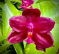 Phalaenopsis Shinger Pure Love x Phal. Chienlung Red King