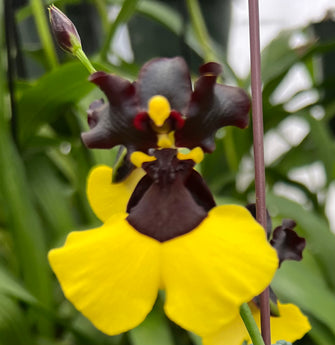 Gomesa Jiaho Queen ‘Jia Ho’ FCC /AOS