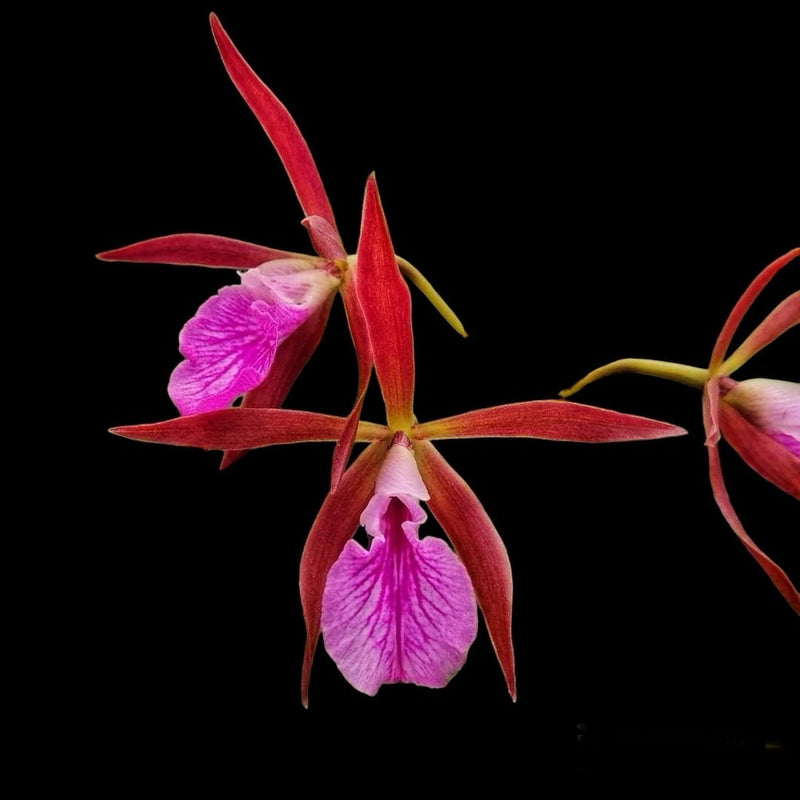 Encyvola Jairak Treasure 'Halistar' (XL) – Orchid Classics