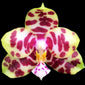 Phalaenopsis Miro Hime