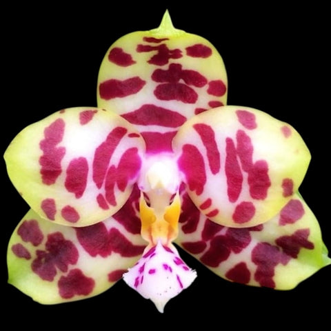 Phalaenopsis Miro Hime