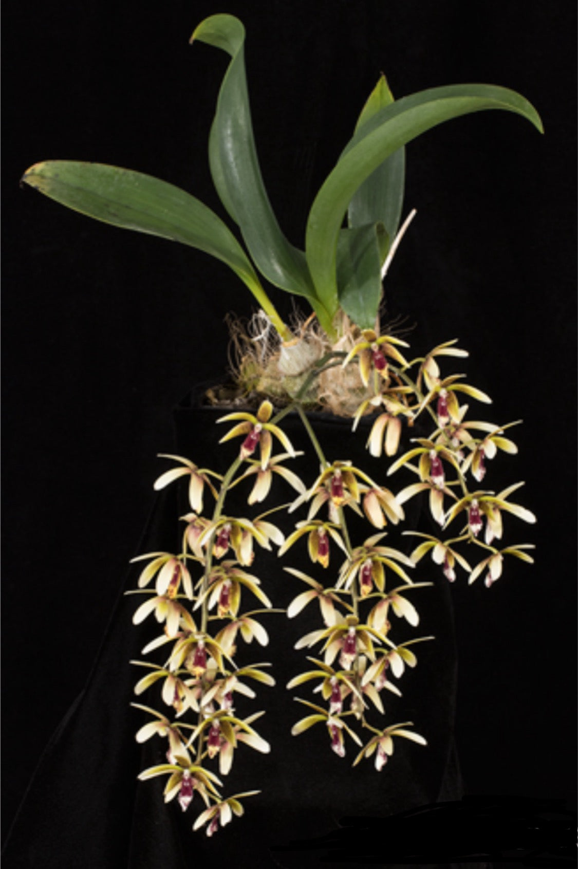 Dendrobium munificum (Inobulbon)