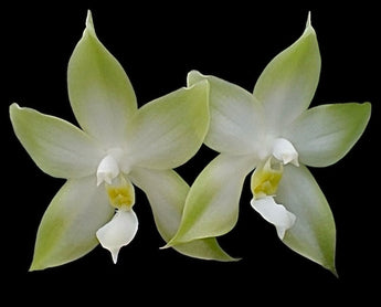 Phalaenopsis bellina f. Alba