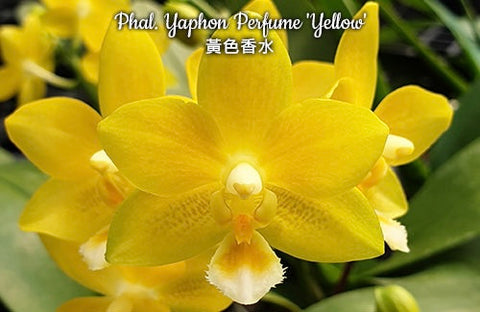 Phalaenopsis Yaphon Perfume ‘Yellow’
