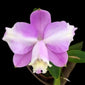 Cattleya loddigesii Aquini x self