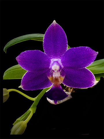 Phalaenopsis Lioulin Blue Bunny (in spike while supplies last)