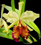 Cattleya dowiana aurea (species)