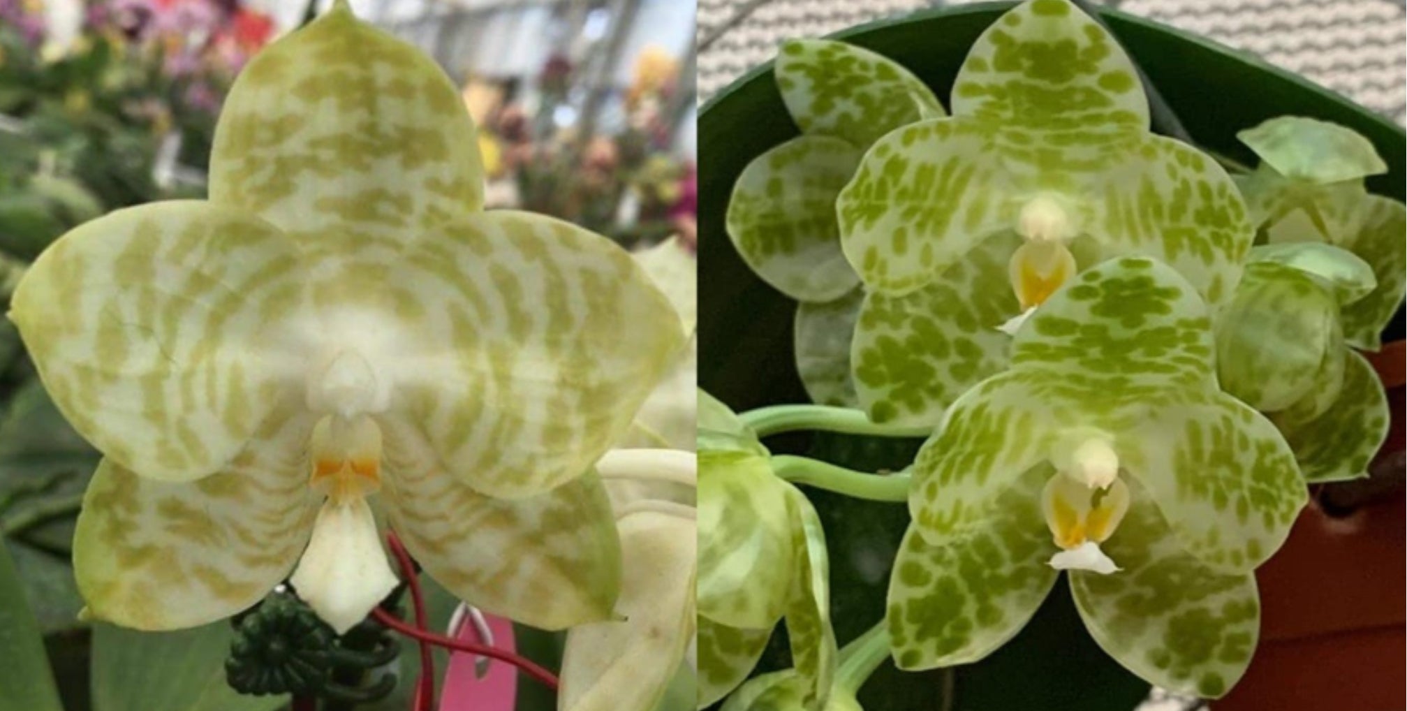 Phalaenopsis gigantea alba x Phalaenopsis Mituo Golden Tiger ‘ White Tiger’