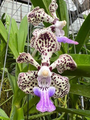 Vanda (Papilionanda) ) Cindy Banks