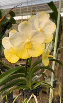 Vanda Suwannaphum Emerald (Brand new hybrid)