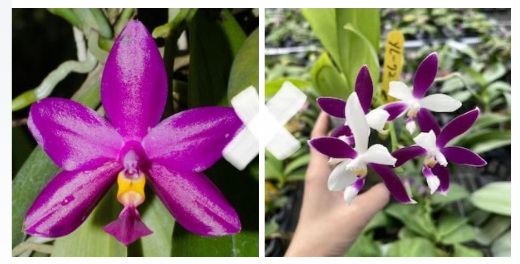 Phalaenopsis (SWR Pearl Gem M1’ x Liulin Blue Jenny)