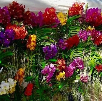 Vanda in flower for Mom
