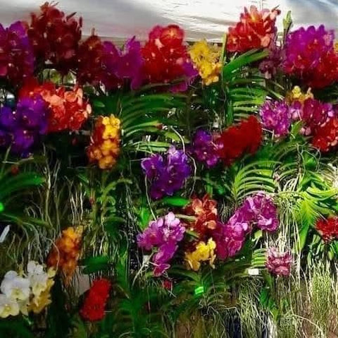 Vanda in flower for Mom