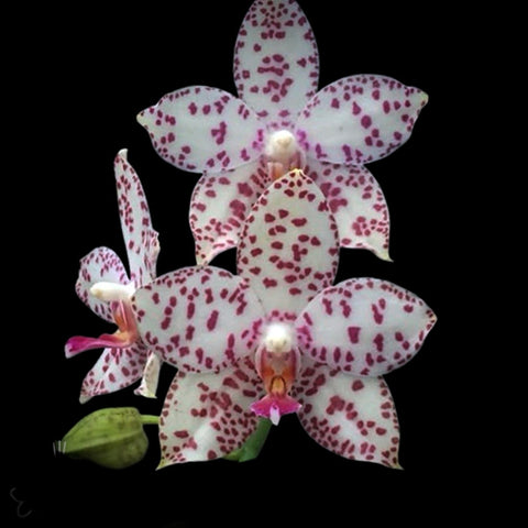 Phalaenopsis Brother Prince ‘ Hai Tony’