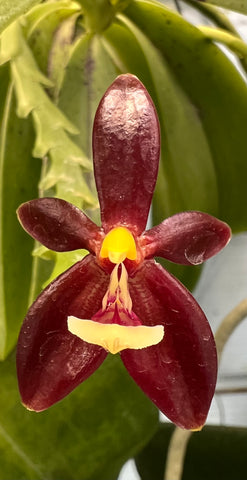 Phalaenopsis Cornu-Servi chattaladea