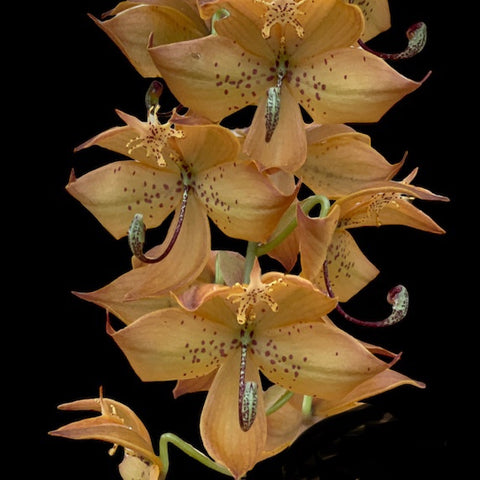 Cycnoches William Clarke (cooperi x herrenhusanum) IN SPIKE/flower