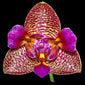 Phalaenopsis Joy Fairy Tale (in spike while supplies last)