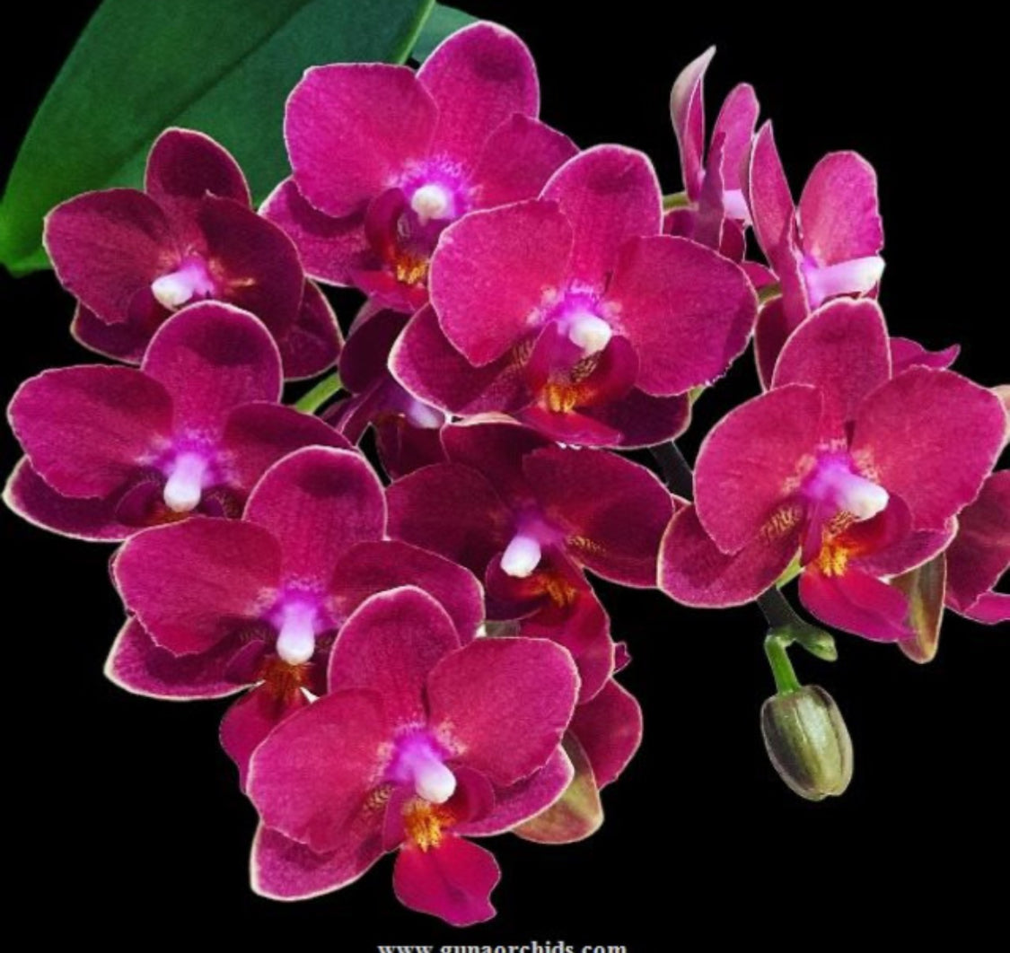 Phalaenopsis Happy Star (fragrant)