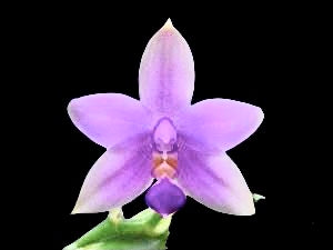 Phalaenopsis violacea coerulea