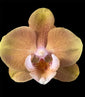 Phalaenopsis Younghome Walle ‘YH5105’ (in Flower/bud)