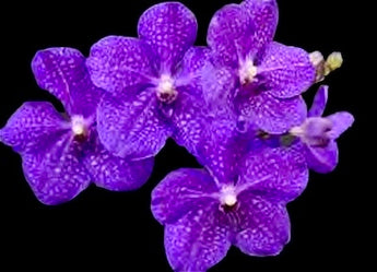 Vanda Pachara Delight ‘Celtic Blue’