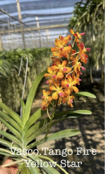 Vascostylis Tango Fire Yellow Star