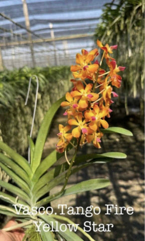 Vascostylis Tango Fire Yellow Star