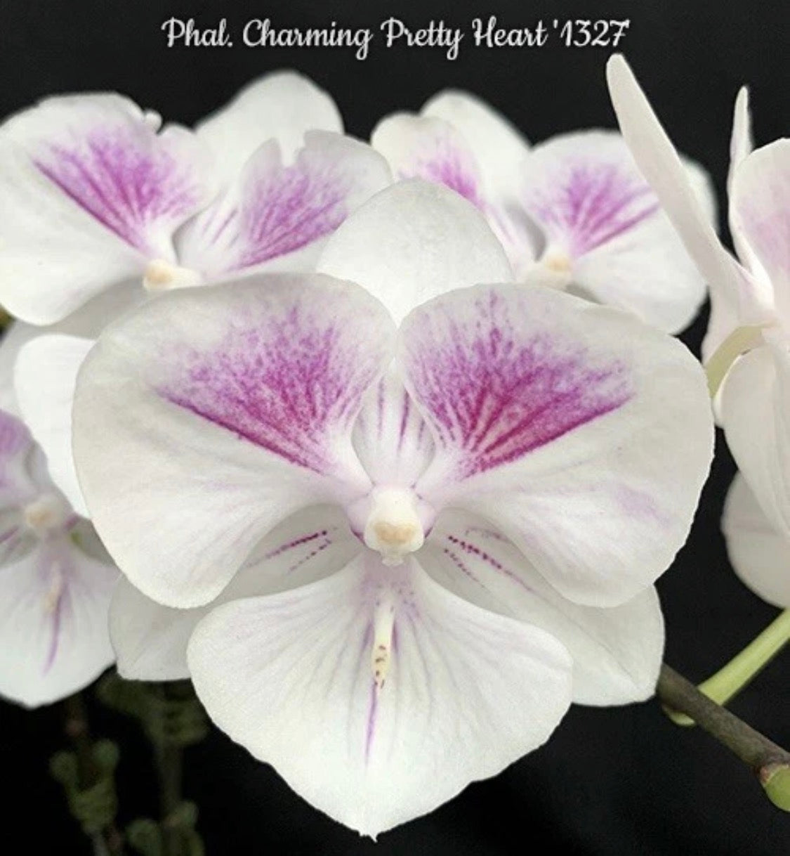 Phalaenopsis Charming Pretty ‘1327’