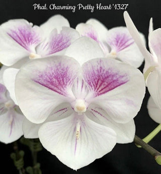 Phalaenopsis Charming Pretty ‘1327’