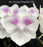 Phalaenopsis Charming Pretty ‘1327’