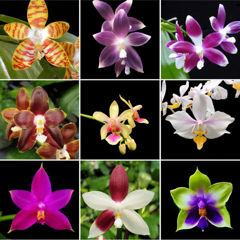 Phalaenopsis species special (PICK 3 from list below)