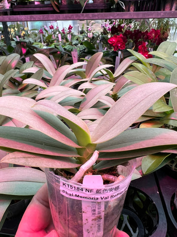 Phalaenopsis Memoria Val Rettig peloric